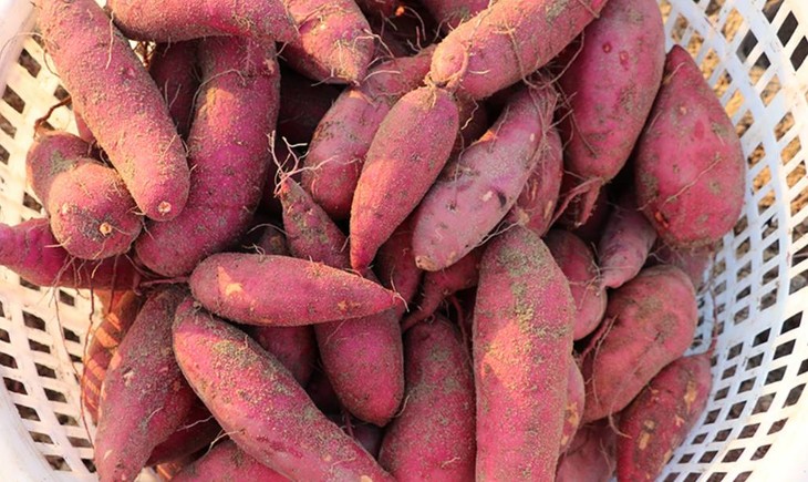 富硒地瓜好不好种植视频(富硒地瓜怎么种植)-硒宝网