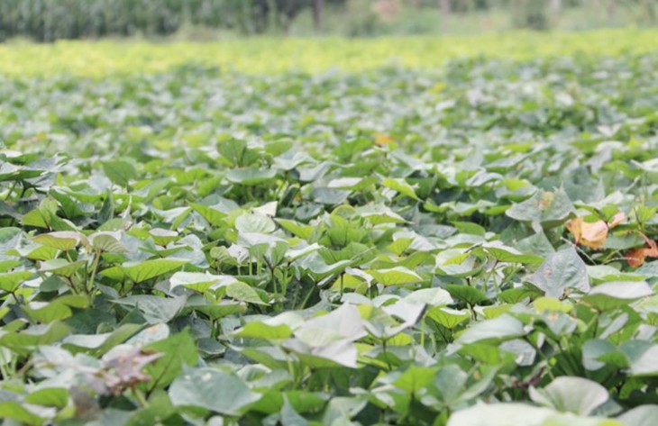 富硒地瓜好不好种植视频(富硒地瓜怎么种植)-硒宝网
