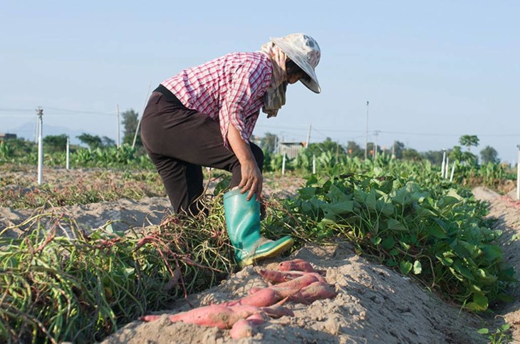 富硒地瓜好不好种植视频(富硒地瓜怎么种植)-硒宝网