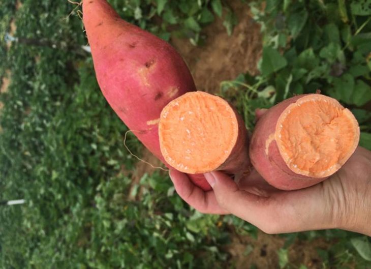 富硒地瓜好不好种植视频(富硒地瓜怎么种植)-硒宝网