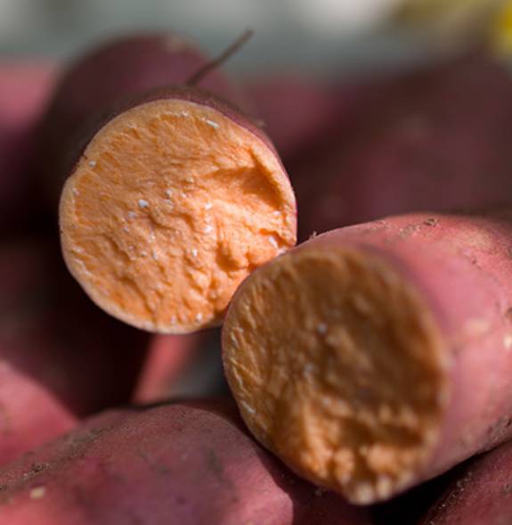 富硒地瓜好不好种植视频(富硒地瓜怎么种植)-硒宝网