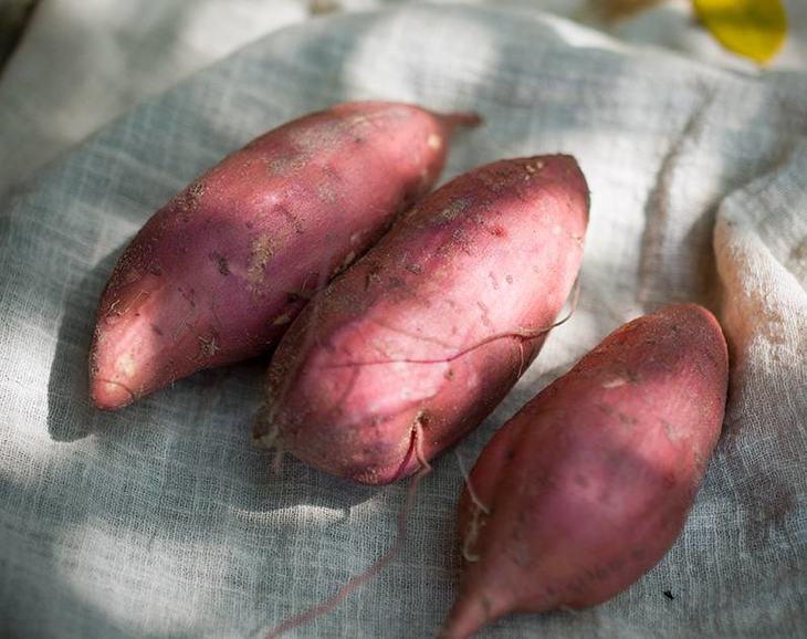 富硒地瓜好不好种植视频(富硒地瓜怎么种植)-硒宝网