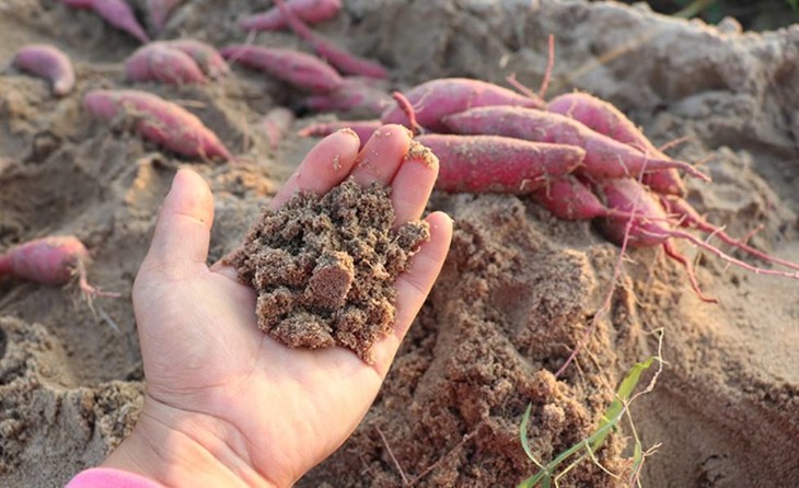 富硒地瓜好不好种植视频(富硒地瓜怎么种植)-硒宝网