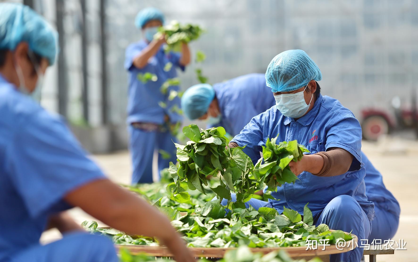 富硒地瓜苗哪里卖的好呢（苗地瓜卖富硒好卖吗）-硒宝网