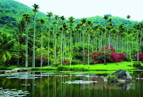 海南富硒地瓜的营养价值（海南富硒地瓜是毒地瓜吗）-硒宝网