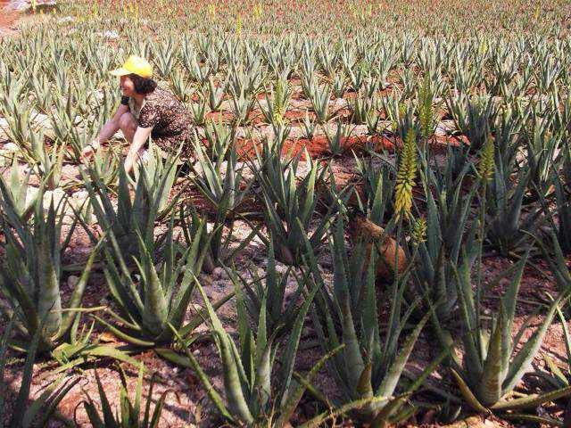 海南富硒地瓜的营养价值（海南富硒地瓜是毒地瓜吗）-硒宝网