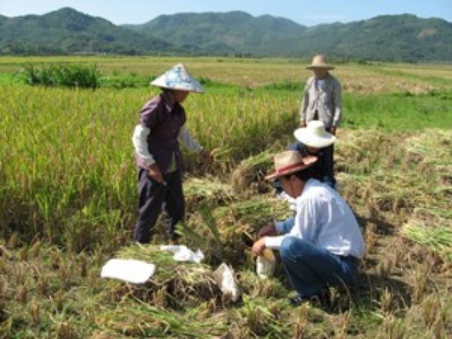 海南富硒地瓜的营养价值（海南富硒地瓜是毒地瓜吗）-硒宝网