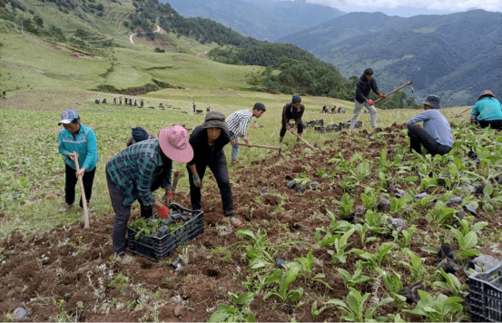 煮富硒地瓜多长时间好吃（富硒地瓜热量高吗）-硒宝网