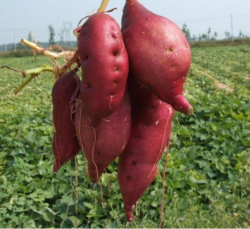 煮富硒地瓜多长时间好吃（富硒地瓜热量高吗）-硒宝网