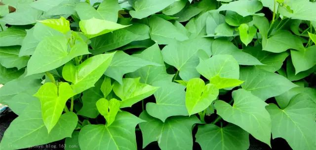 富硒地瓜血压高的能吃吗(血压高吃地瓜可以吗)-硒宝网