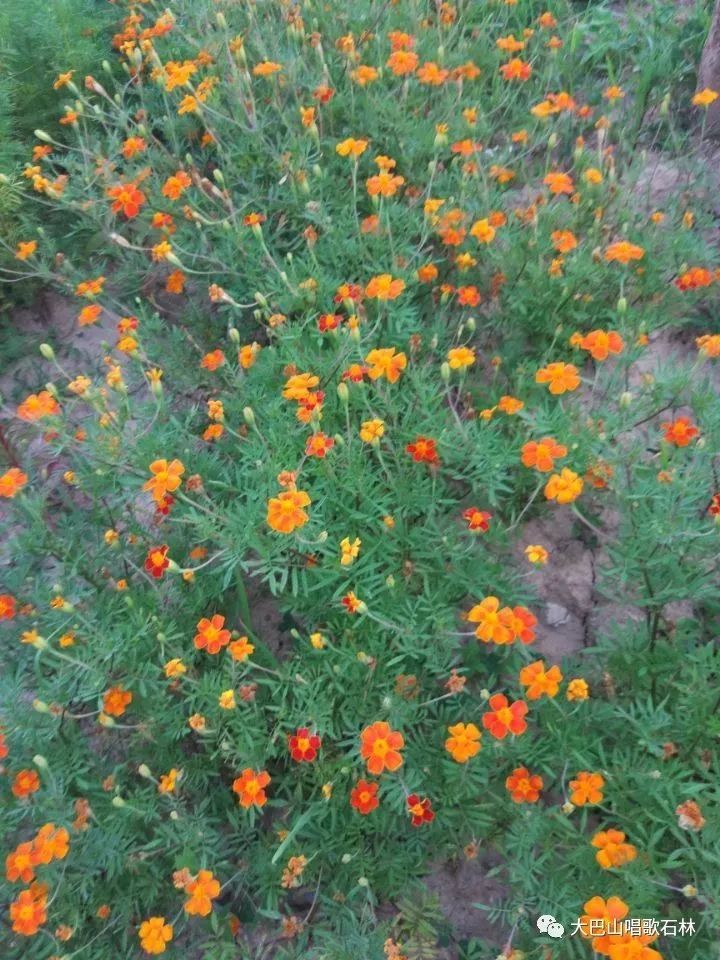 富硒地瓜血压高的能吃吗(血压高吃地瓜可以吗)-硒宝网