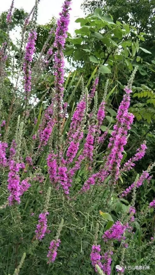 富硒地瓜血压高的能吃吗(血压高吃地瓜可以吗)-硒宝网