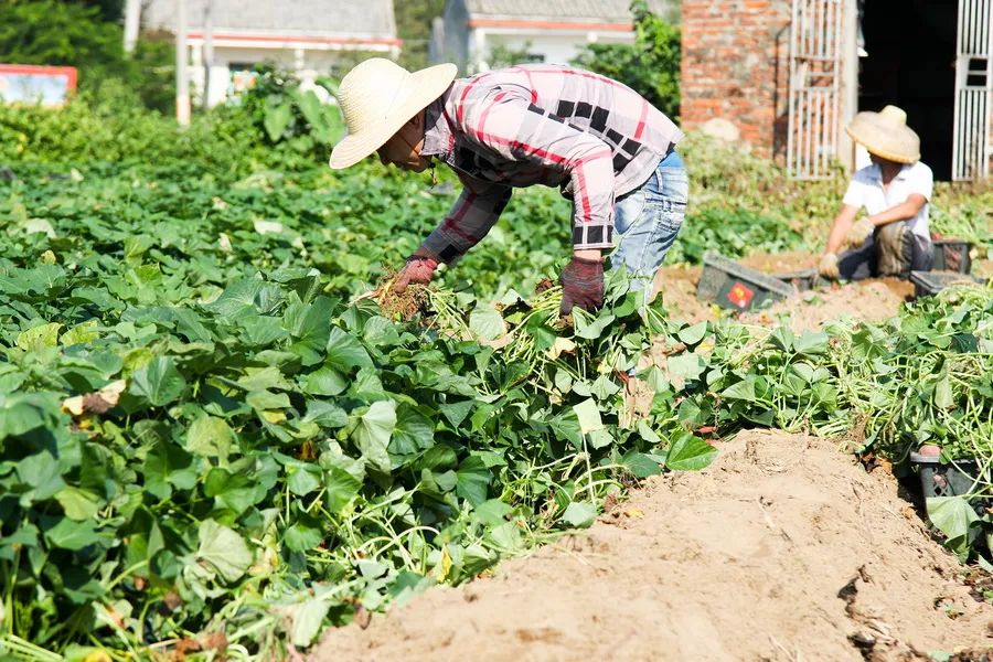 富硒地瓜好吃嘛怎么做的(好吃地瓜富硒做法大全)-硒宝网
