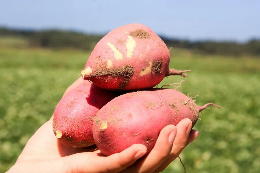 富硒地瓜好吃嘛怎么做的(好吃地瓜富硒做法大全)-硒宝网