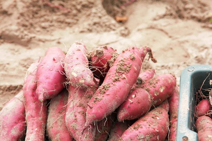 富硒地瓜好吃嘛怎么做的(好吃地瓜富硒做法大全)-硒宝网