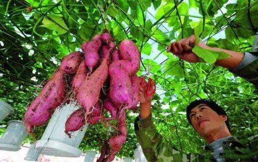 富硒地瓜好吃嘛怎么做的（富硒地瓜的做法）-硒宝网