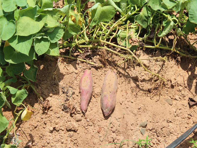 桥头富硒地瓜农业合作社（桥头地瓜硒含量）-硒宝网