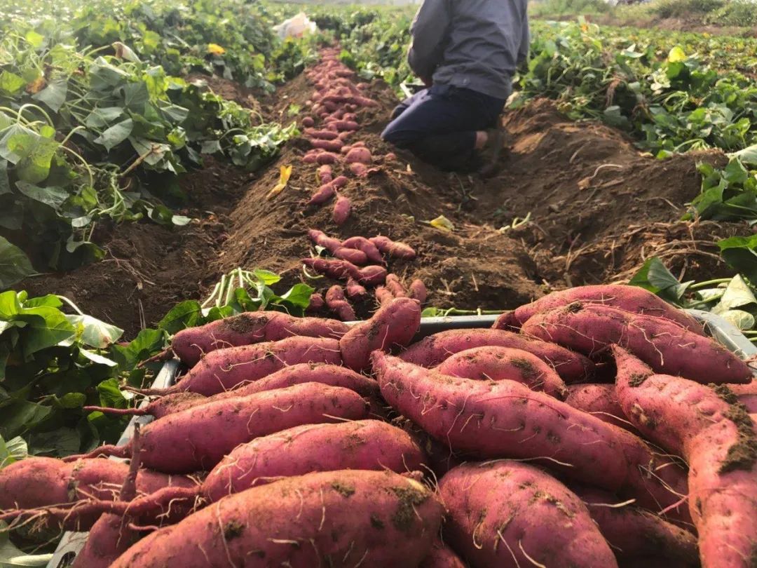 桥头富硒地瓜农业合作社（桥头地瓜硒含量）-硒宝网