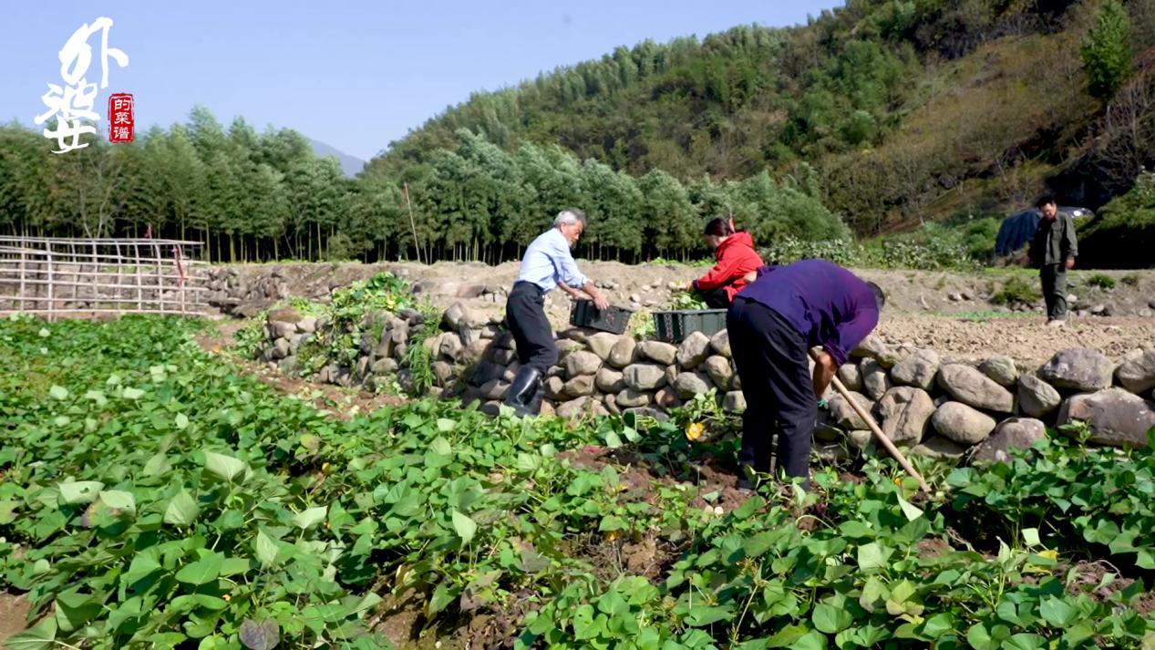 天目山小香薯和富硒地瓜（天目山香薯枣功效）-硒宝网
