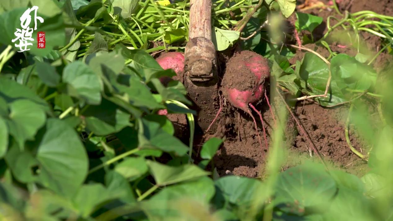 天目山小香薯和富硒地瓜（天目山香薯枣功效）-硒宝网