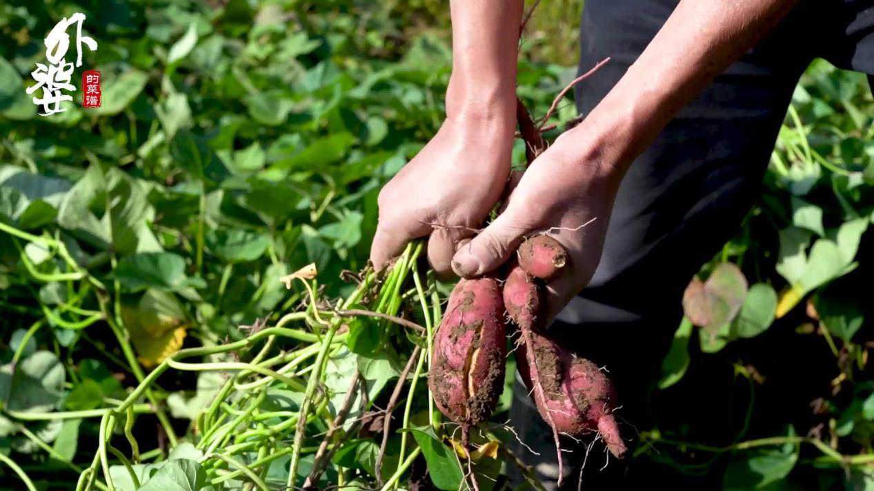 天目山小香薯和富硒地瓜（天目山香薯枣功效）-硒宝网