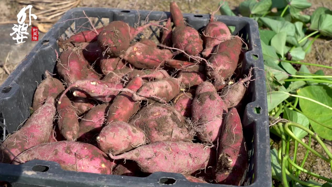 天目山小香薯和富硒地瓜（天目山香薯枣功效）-硒宝网