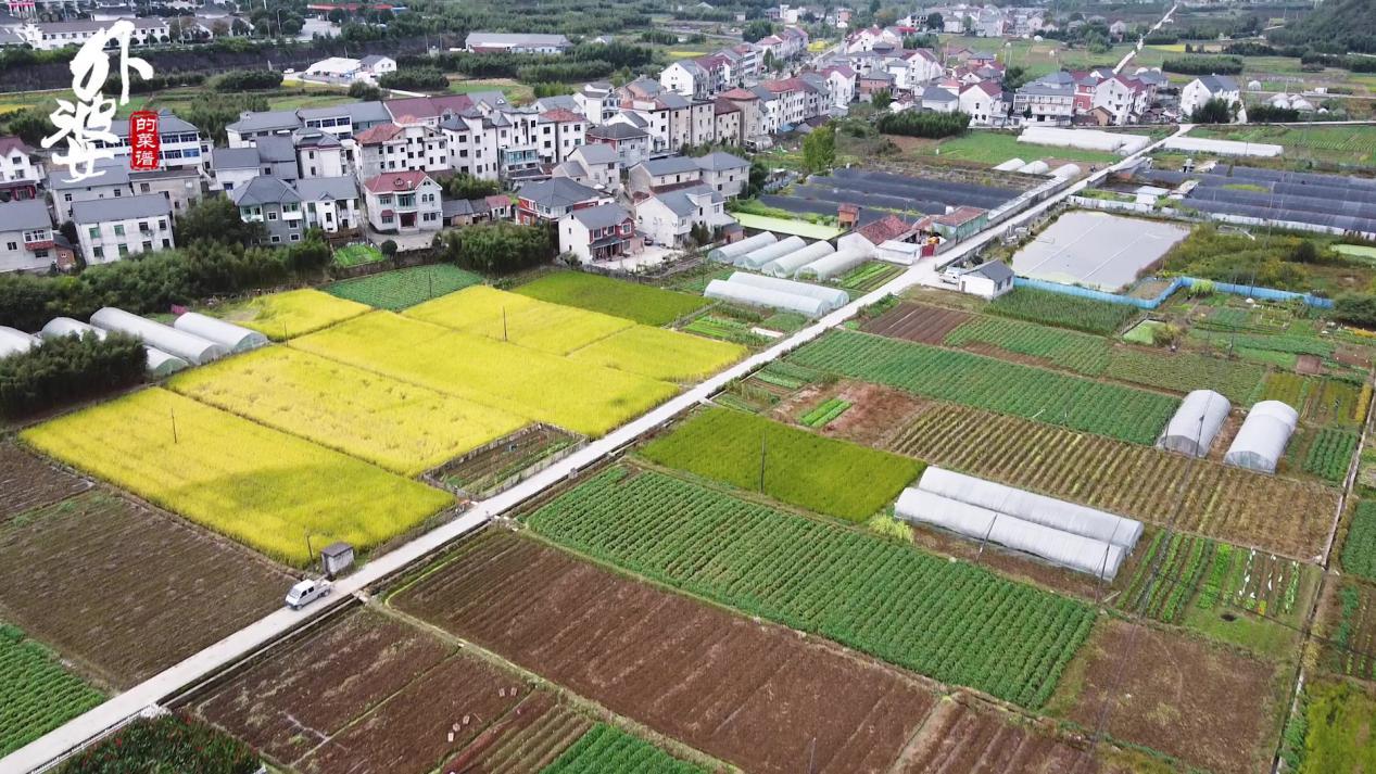 天目山小香薯和富硒地瓜（天目山香薯枣功效）-硒宝网