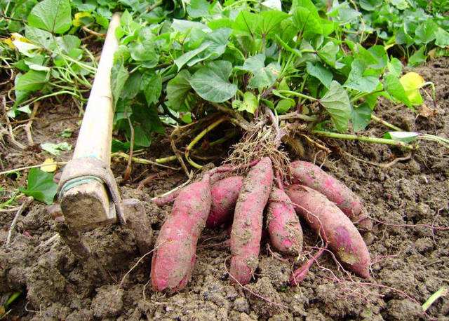 天目山小香薯和富硒地瓜(天目山香薯和沙地红薯哪个好)-硒宝网