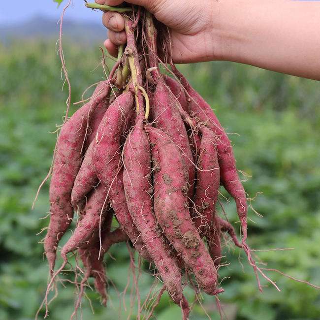 天目山小香薯和富硒地瓜(天目山香薯和沙地红薯哪个好)-硒宝网