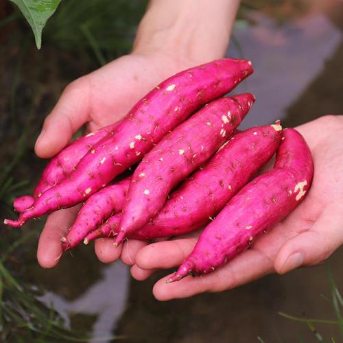 天目山小香薯和富硒地瓜(天目山香薯和沙地红薯哪个好)-硒宝网