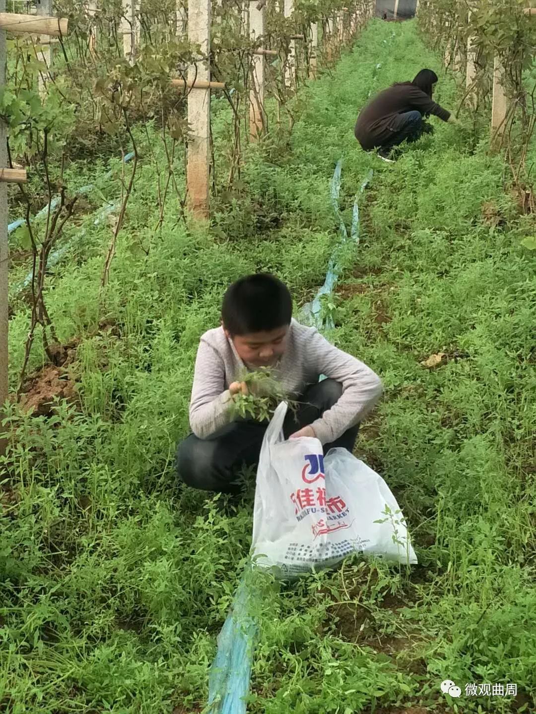 吃富硒面粉的功效与禁忌(禁忌面粉功效吃富硒好吗)-硒宝网