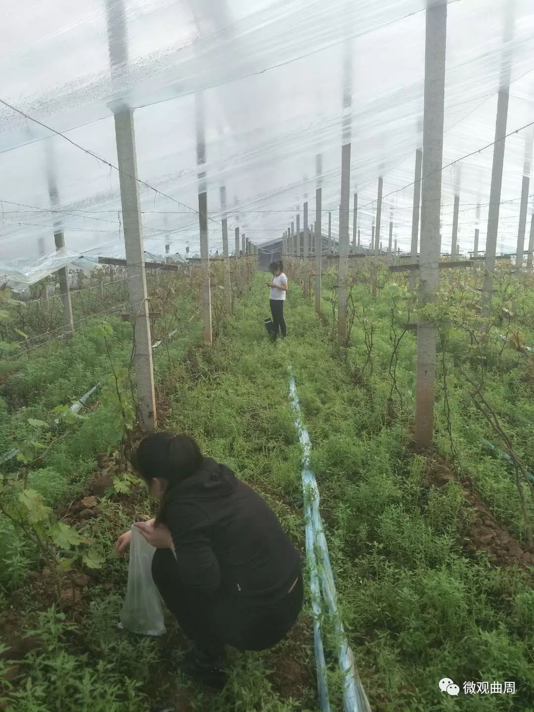 吃富硒面粉的功效与禁忌(禁忌面粉功效吃富硒好吗)-硒宝网