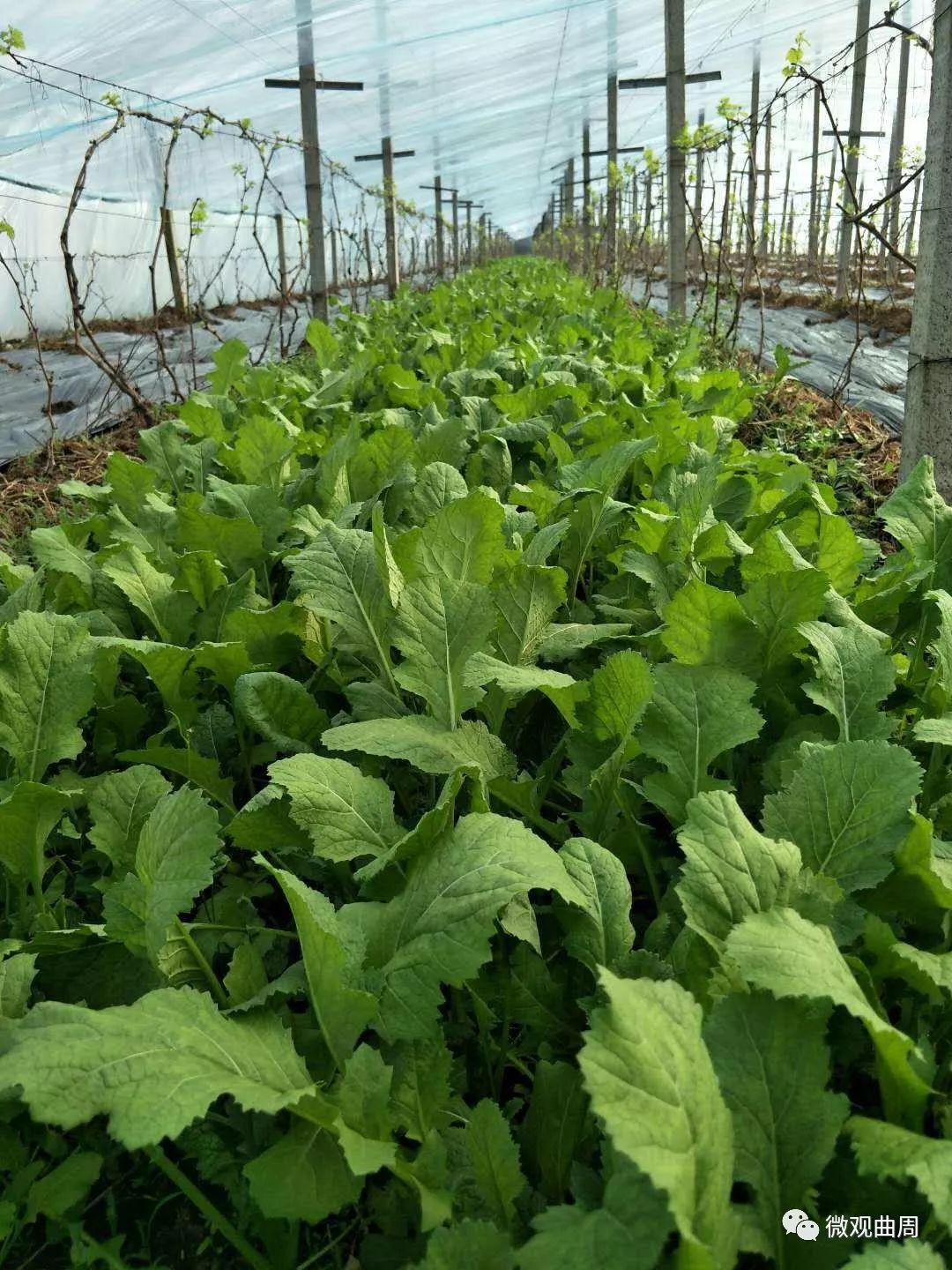 吃富硒面粉的功效与禁忌(禁忌面粉功效吃富硒好吗)-硒宝网