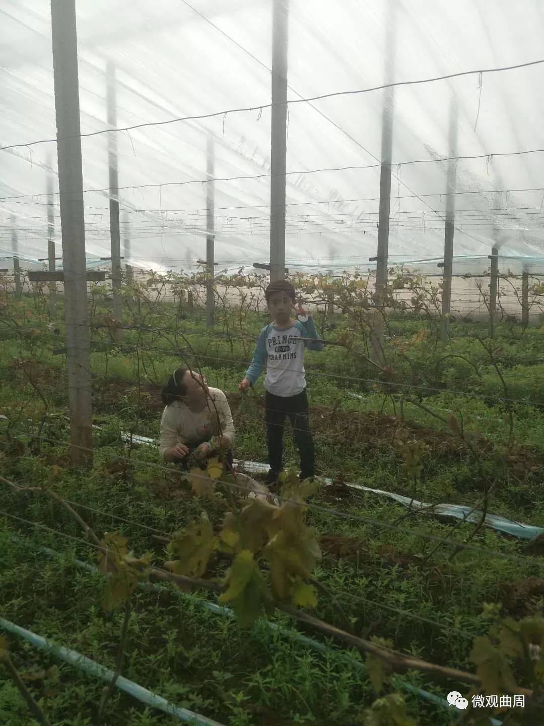 吃富硒面粉的功效与禁忌(禁忌面粉功效吃富硒好吗)-硒宝网