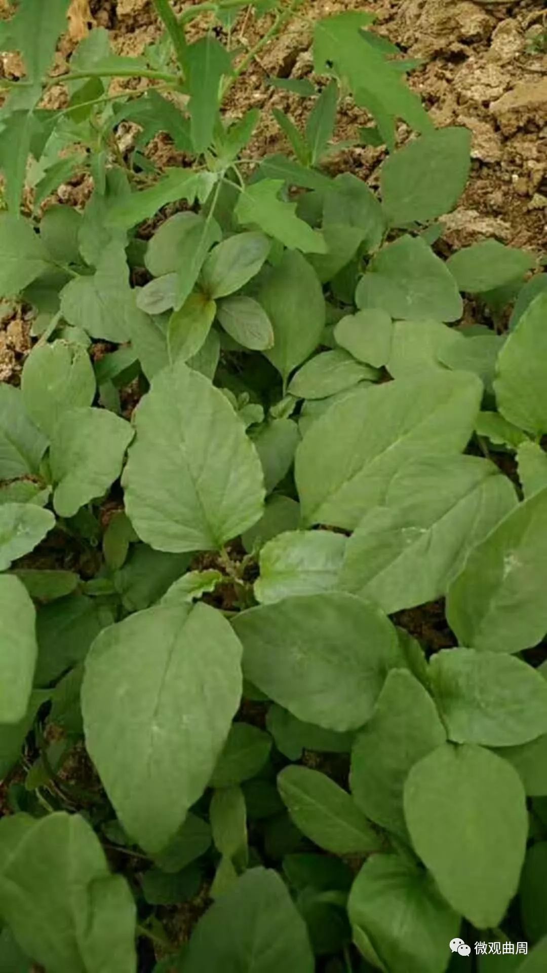 吃富硒面粉的功效与禁忌(禁忌面粉功效吃富硒好吗)-硒宝网