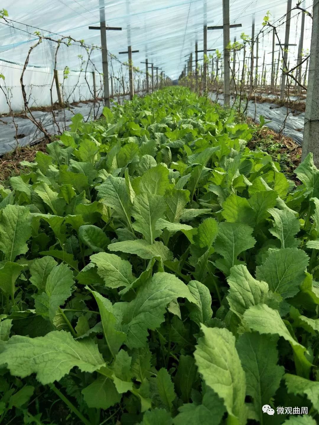 吃富硒面粉的功效与禁忌(禁忌面粉功效吃富硒好吗)-硒宝网