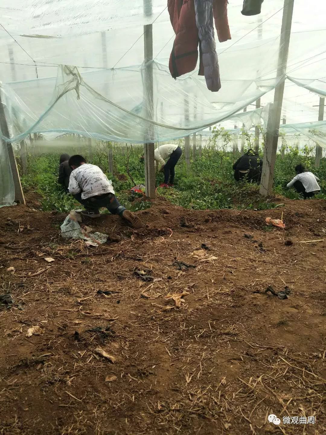 吃富硒面粉的功效与禁忌(禁忌面粉功效吃富硒好吗)-硒宝网