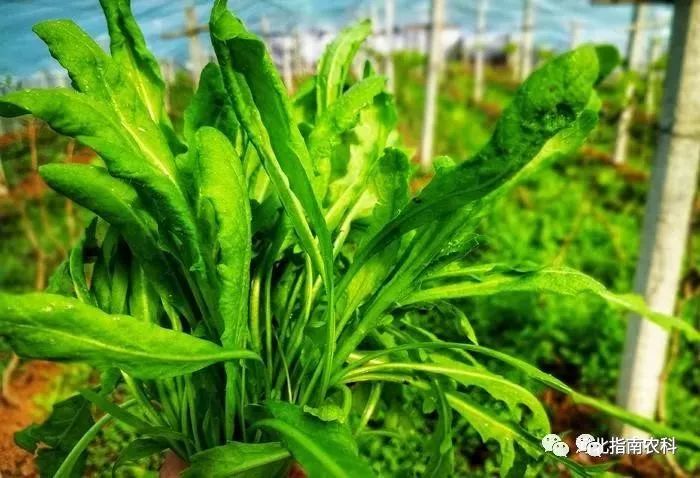 吃富硒面粉的功效与禁忌(禁忌面粉功效吃富硒好吗)-硒宝网