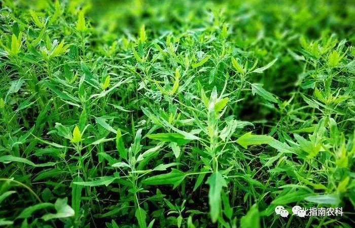 吃富硒面粉的功效与禁忌(禁忌面粉功效吃富硒好吗)-硒宝网