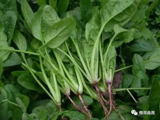 吃富硒面粉的功效与禁忌(禁忌面粉功效吃富硒好吗)-硒宝网