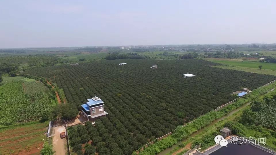 澄迈富硒地瓜多少钱一斤(海南富硒地瓜)-硒宝网