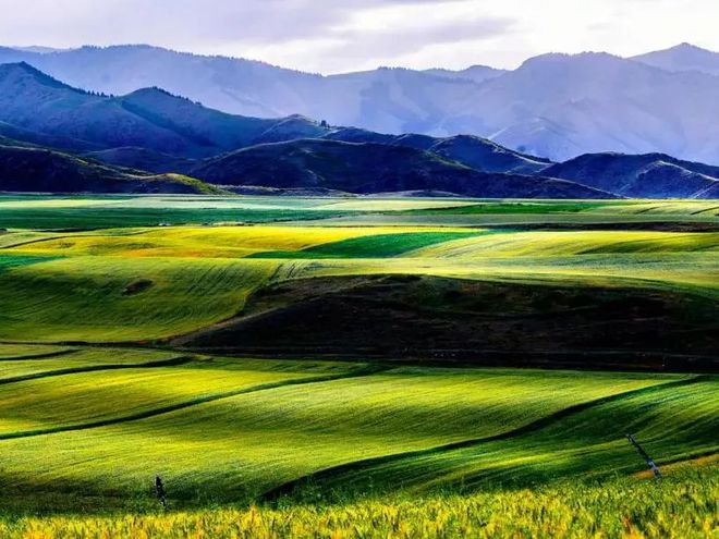 富硒面粉可以做什么吃的(富硒面粉好吗)-硒宝网