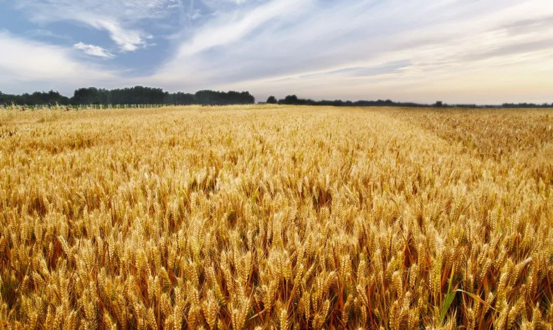 富硒面粉是哪个公司生产(面粉生产富硒公司是干什么的)-硒宝网