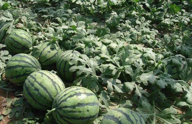 富硒葛根面粉怎么吃最好（葛根面吃了会胖吗）-硒宝网