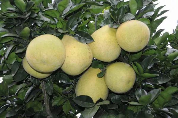 富硒葛根面粉怎么吃最好（葛根面吃了会胖吗）-硒宝网