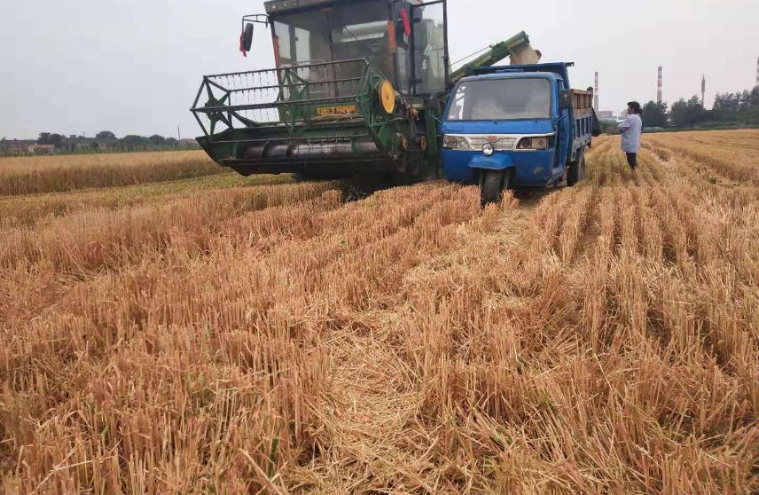 富硒黑小麦面粉营养价值(小麦面粉的功效与副作用)-硒宝网