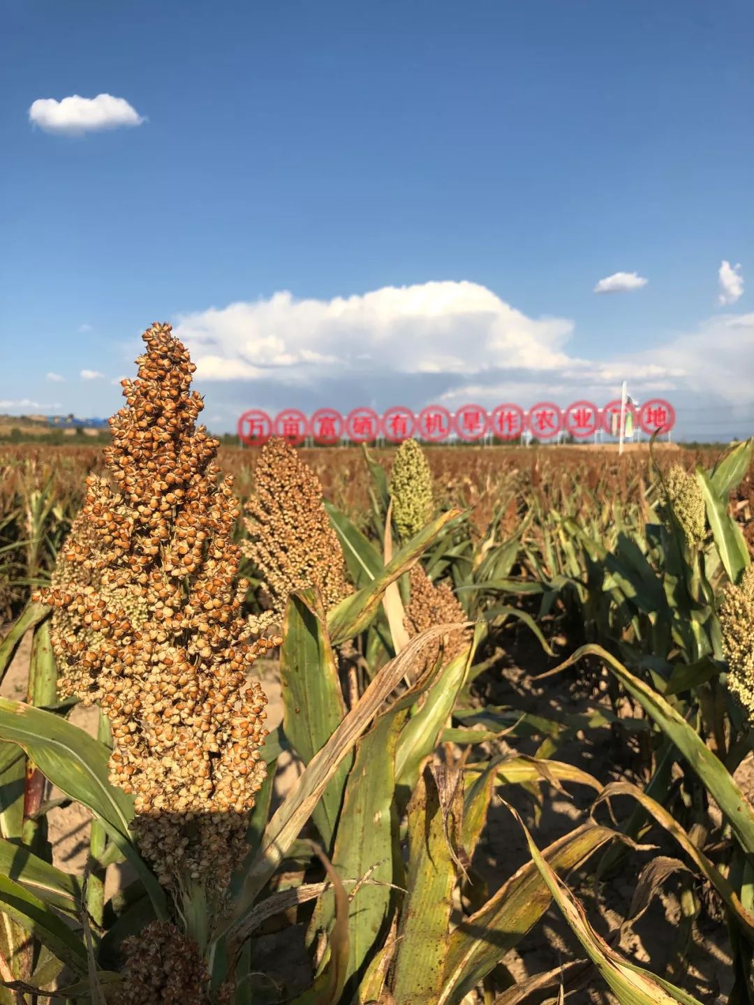 富硒藜麦面粉用途是什么(富硒藜麦粉的价格天胚科技)-硒宝网