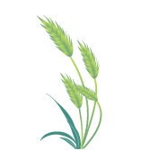 富硒黑小麦面粉营养价值(黑小麦面粉营养成分表)-硒宝网