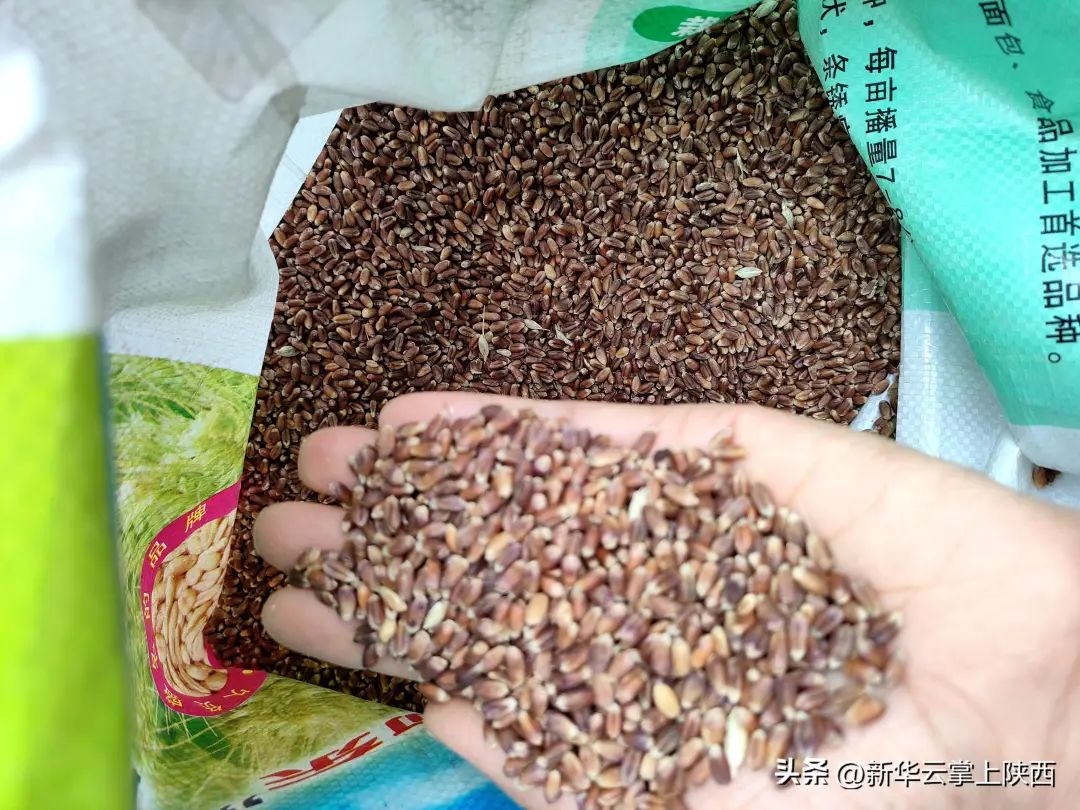 富硒黑小麦面粉营养价值(黑小麦面粉营养成分表)-硒宝网