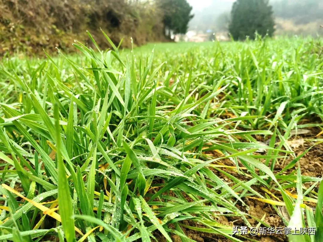 富硒黑小麦面粉营养价值(黑小麦面粉营养成分表)-硒宝网